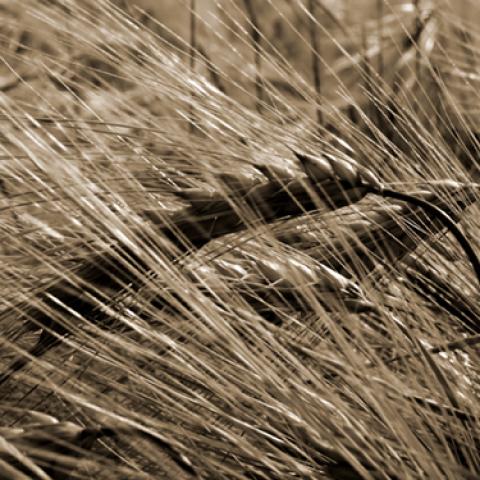 image wheat_lr_0021-jpg