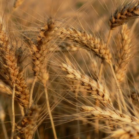 image wheat_lr_0023-jpg