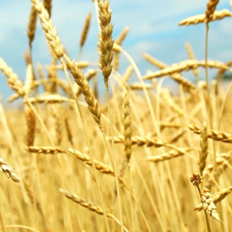 image wheat_lr_0025-jpg