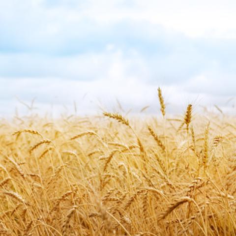image wheat_lr_0026-jpg