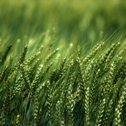 image wheat_lr_0027-jpg