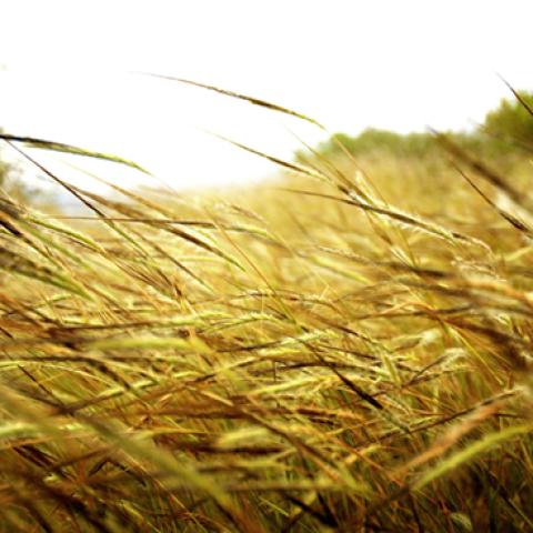 image wheat_lr_0028-jpg