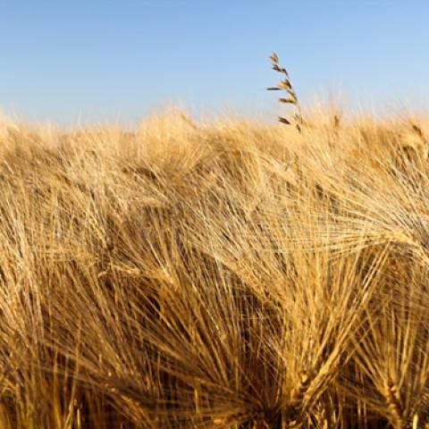 image wheat_lr_0029-jpg