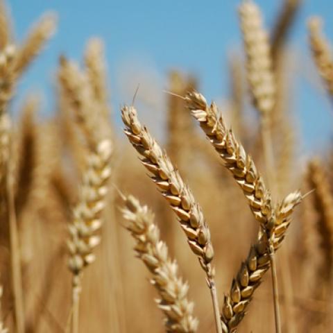 image wheat_lr_0030-jpg