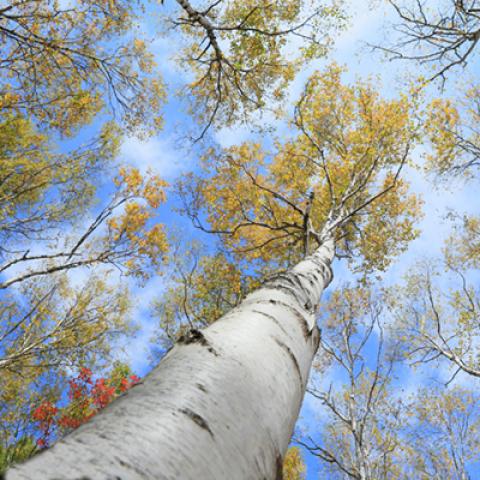image forests_and_trees_hr_0008-jpg
