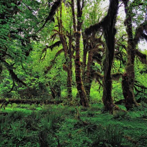 image forests_and_trees_hr_0011-jpg