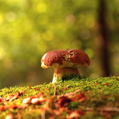 image mushrooms_lr_0007-jpg