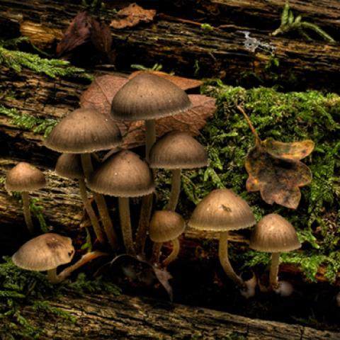 image mushrooms_lr_0024-jpg