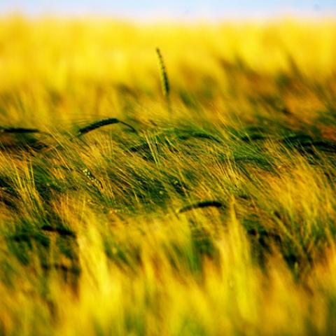 image wheat_lr_0022-jpg