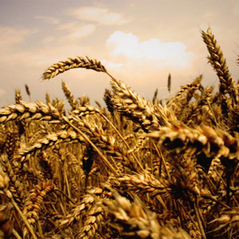 image wheat_lr_0024-jpg