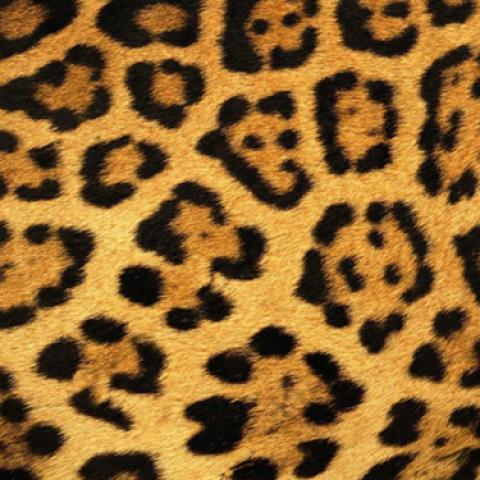 image patterns_lr_0040-jpg