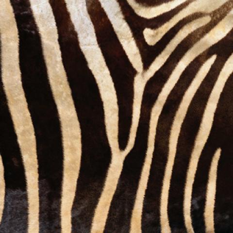 image fabric_lr_0007-jpg