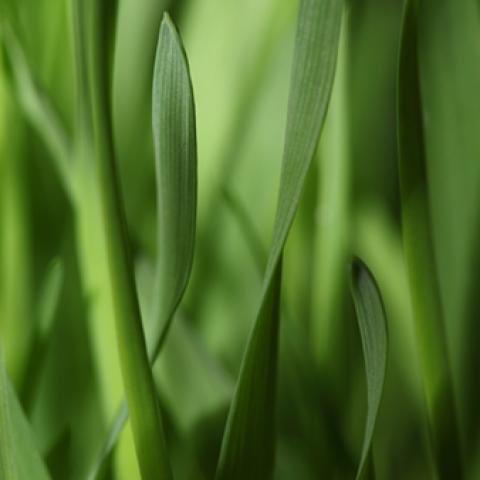 image fabric_lr_0008-jpg