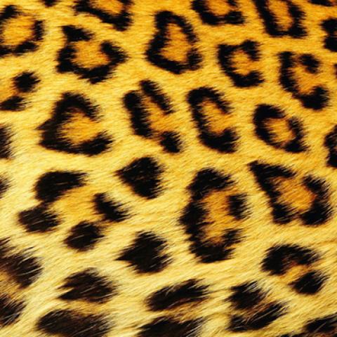 image fabric_lr_0013-jpg