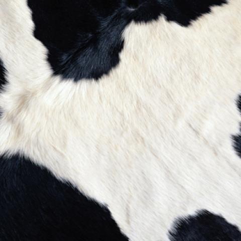 image fabric_lr_0038-jpg
