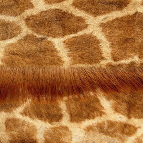 image fabric_lr_0045-jpg