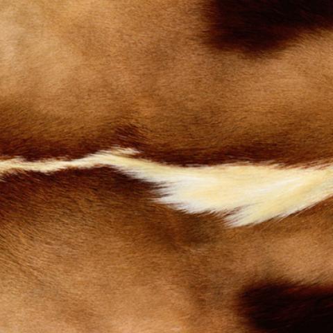 image fabric_lr_0047-jpg