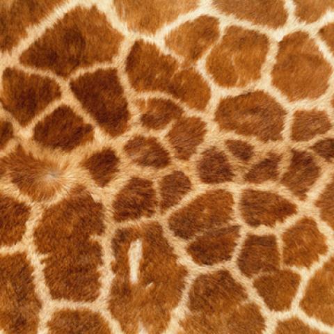 image fabric_lr_0049-jpg