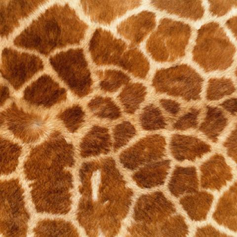 image fabric_lr_0059-jpg