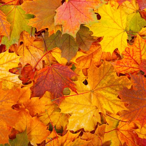 image others_hr_0002-jpg