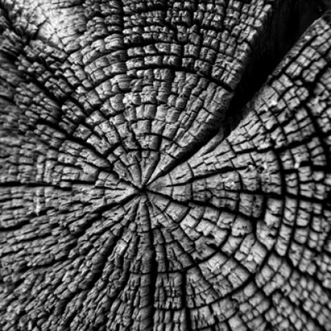 image wood_hr_0002-jpg