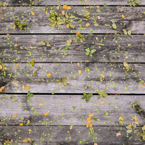 image wood_lr_0008-jpg