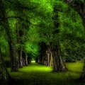 image forests_and_trees_lr_0012-jpg