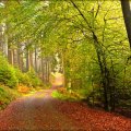 image forests_and_trees_lr_0014-jpg