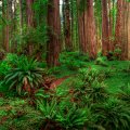image forests_and_trees_lr_0016-jpg