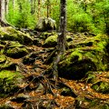 image forests_and_trees_lr_0022-jpg
