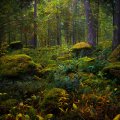 image forests_and_trees_lr_0027-jpg