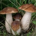 image mushrooms_lr_0013-jpg